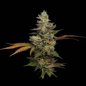 Northern Afghan Lights