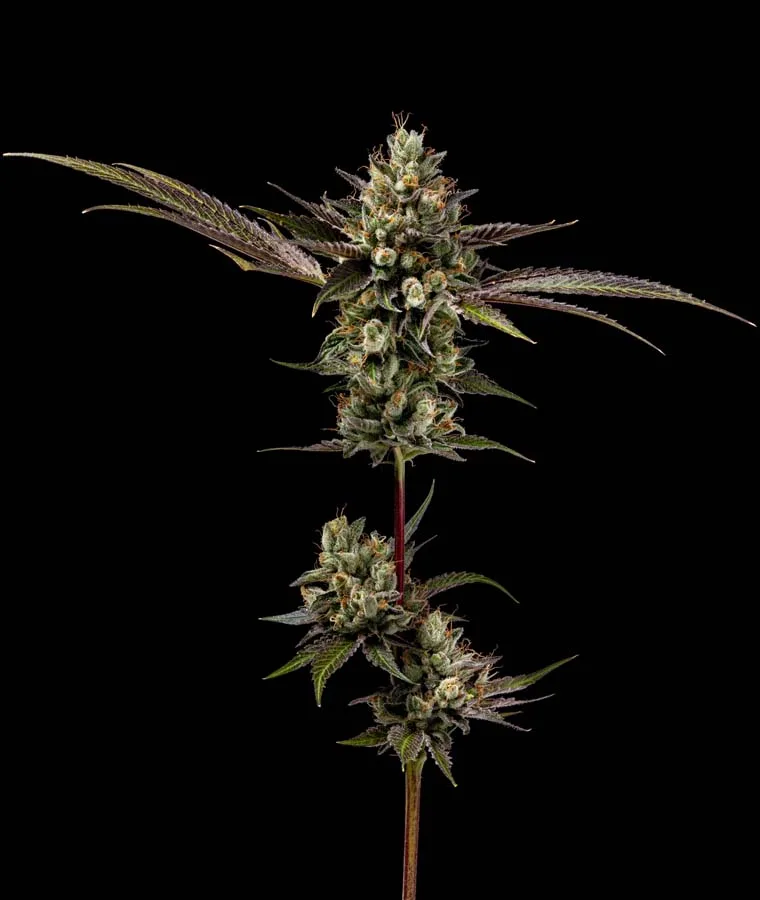 greenbodhi
