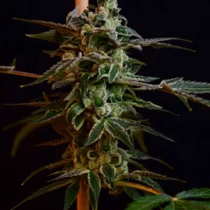 Affie OG