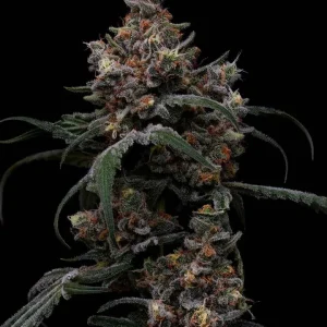 Future Haze