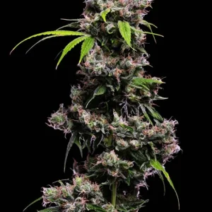 Golden Pineapple S1
