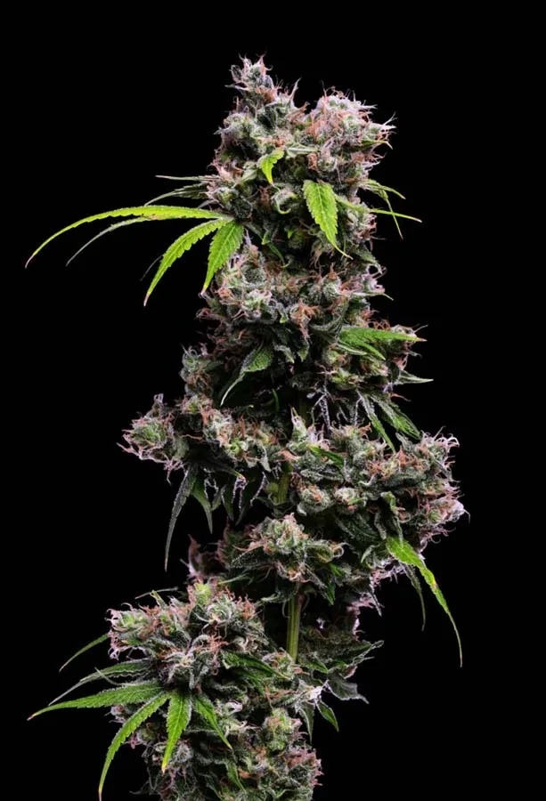 Golden Pineapple S1