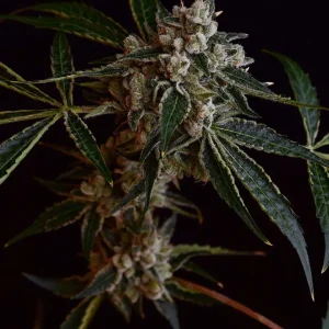LA Kosher Kush