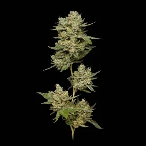 Romulan Haze