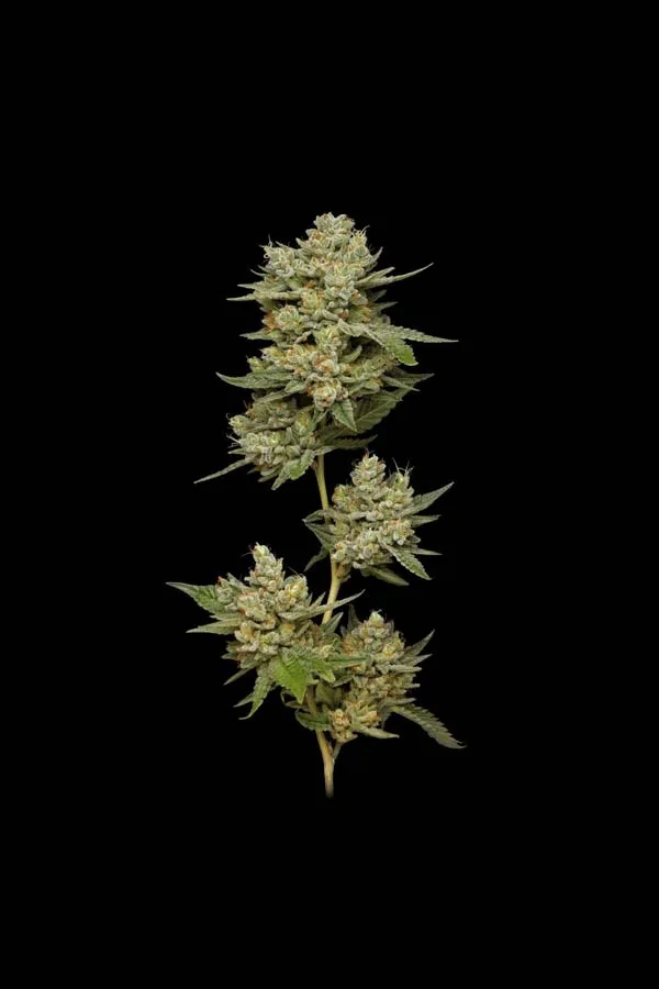 Romulan Haze