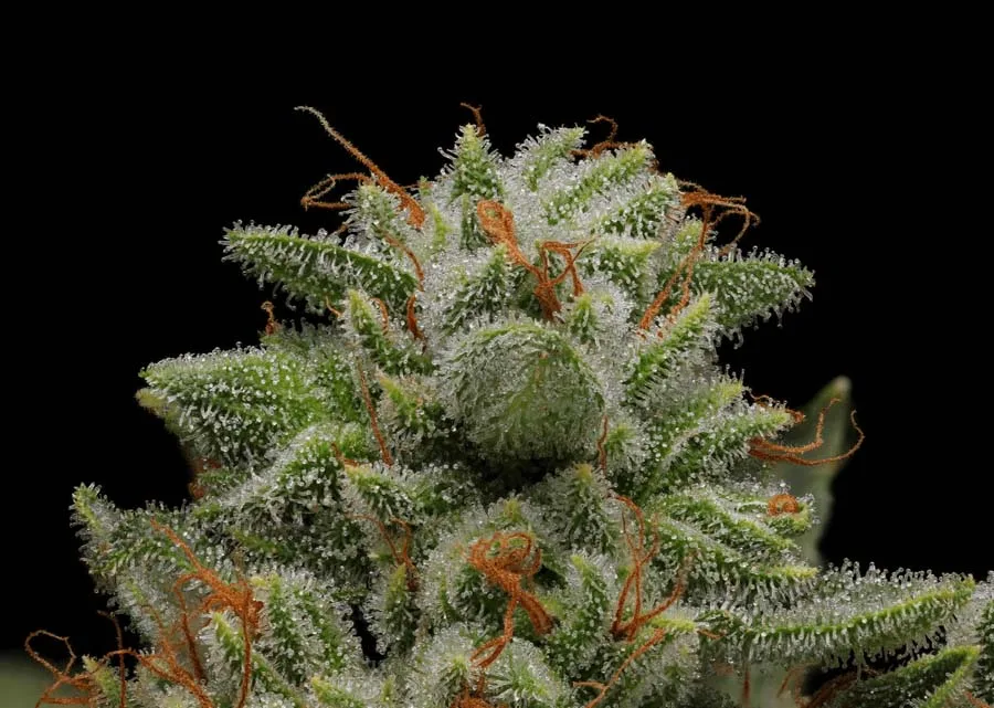 Romulan