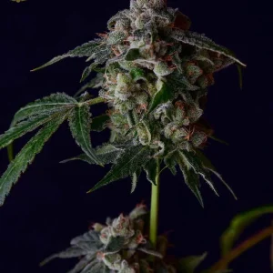 SBSE OG