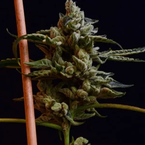 Sour Illusion
