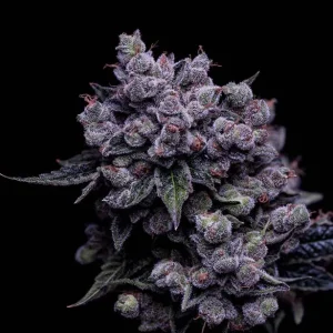 Tenzin Haze 4