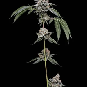 Chemhead 78