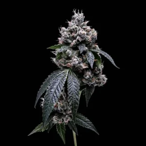 Kosher Chem 78