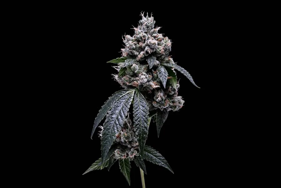 Kosher Chem 78
