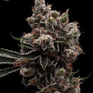 Skywalker 78