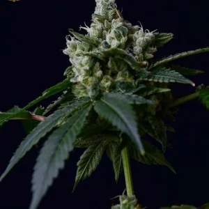 Sour Chem 78