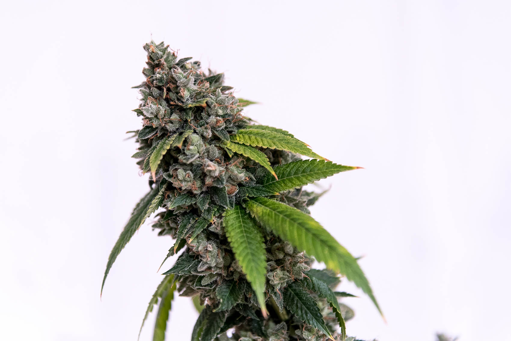 MARIJUANA Sour OG is a chill recreational strain — just have healthy snacks nearby (cannabis review)