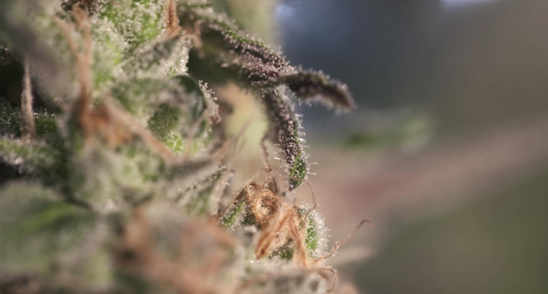 Checking Out Trichomes