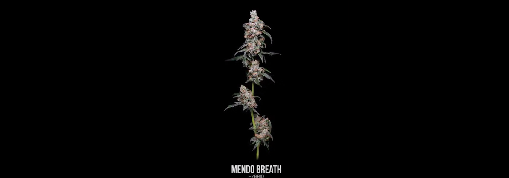 Mendo Breath 360