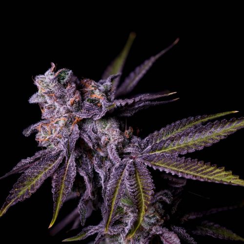 Tangieland x Hazy Kush  #3