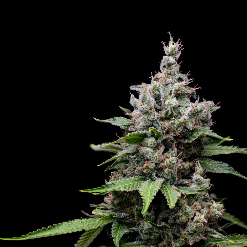 Golden Pineapple x 78′ Affie #3