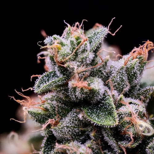 Headband