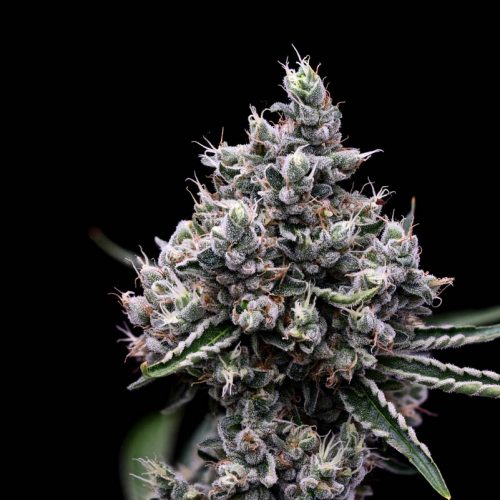 Sour Tangie #2