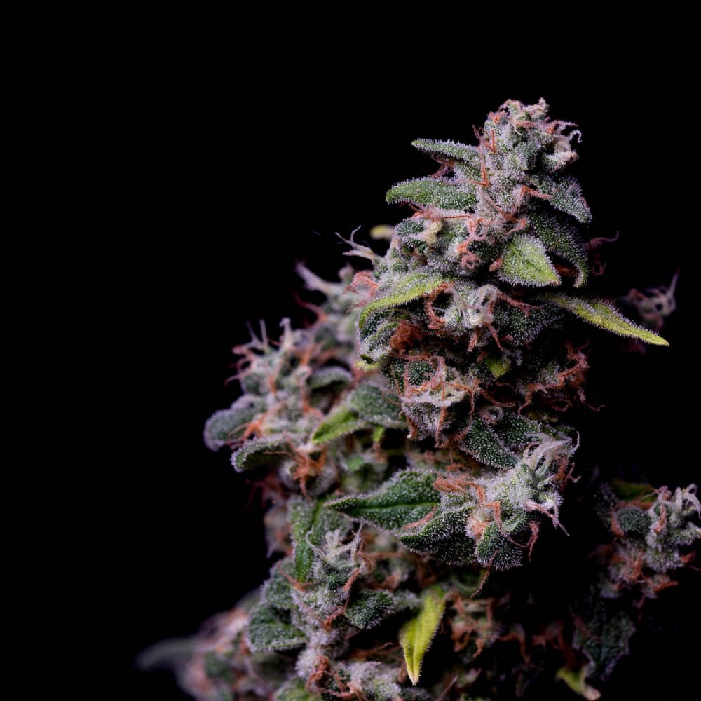 Hazy Kush Strain: A Journey Through Blissful Aromas and Balanced Highs