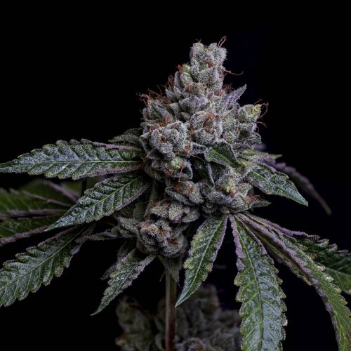 SBSE (Sour Best Shit Ever): A Soulful Cannabis Journey