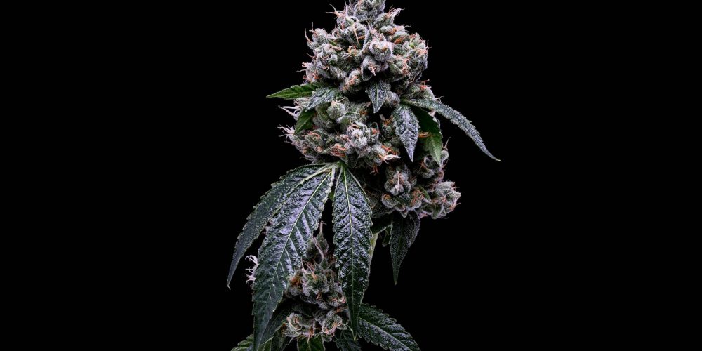 Kosher Kush