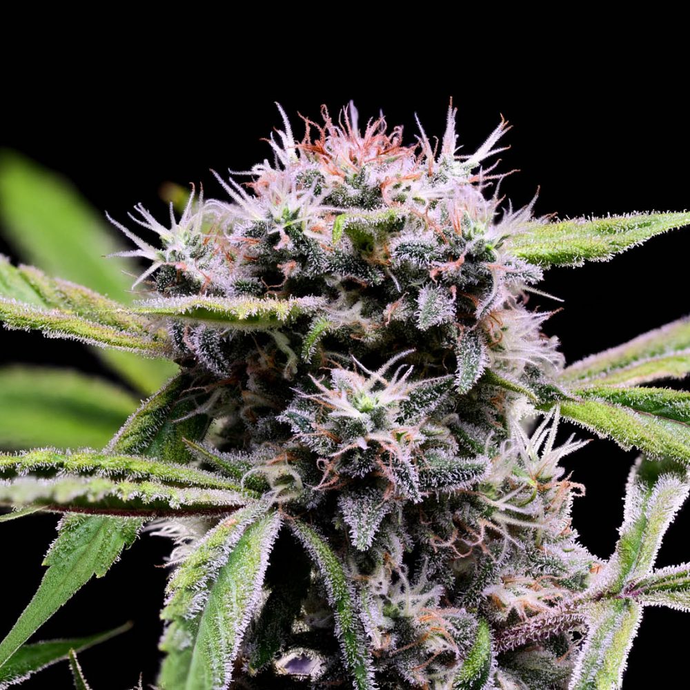 Mystery Haze