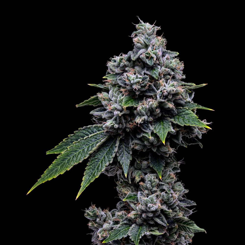Tenzin Kush #2