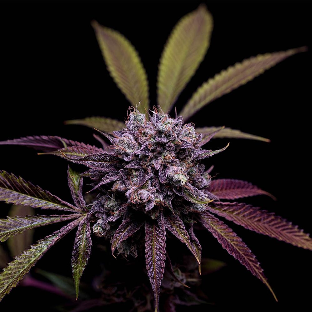 Tenzin Kush #4