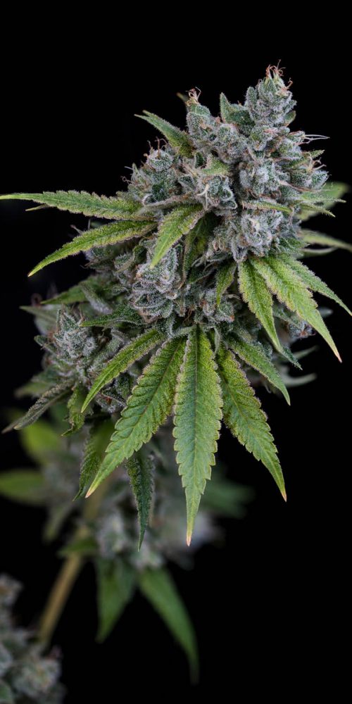 GG#4