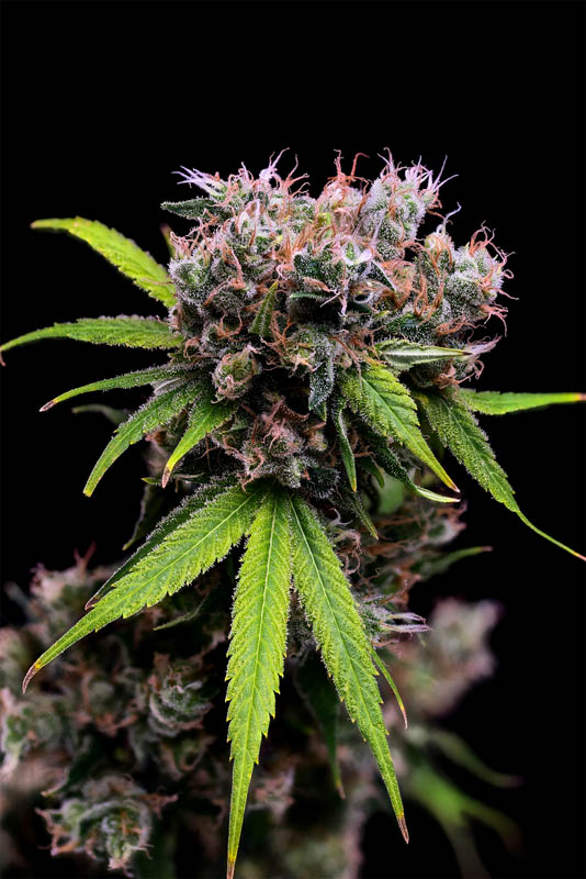 Golden Pineapple Strain: A Unique Cannabis Experience