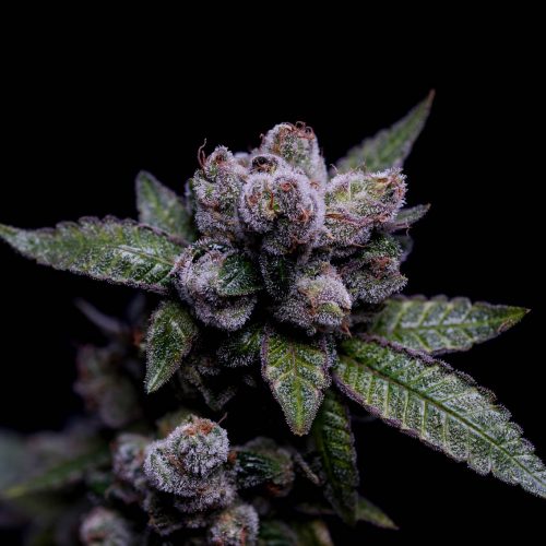 Goji OG