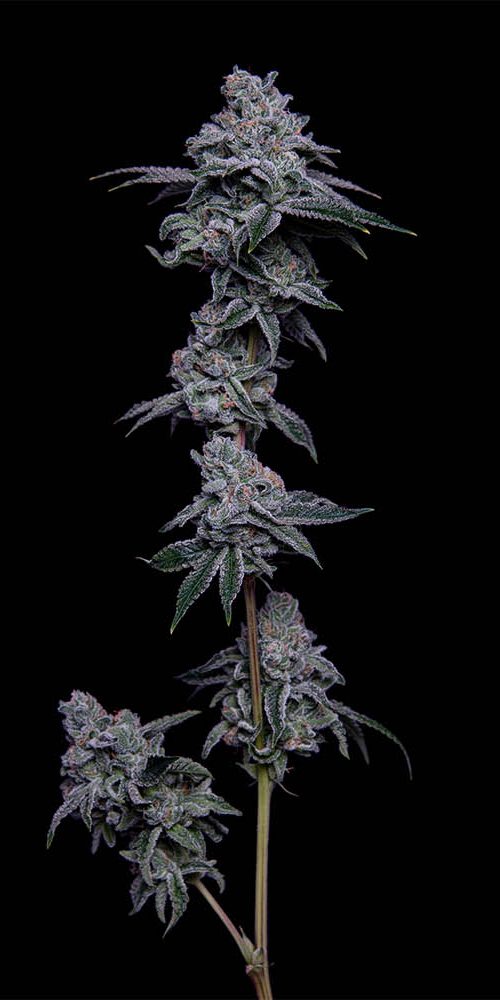 Goji Razz