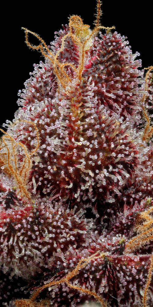 Purple Pakistani Chitral