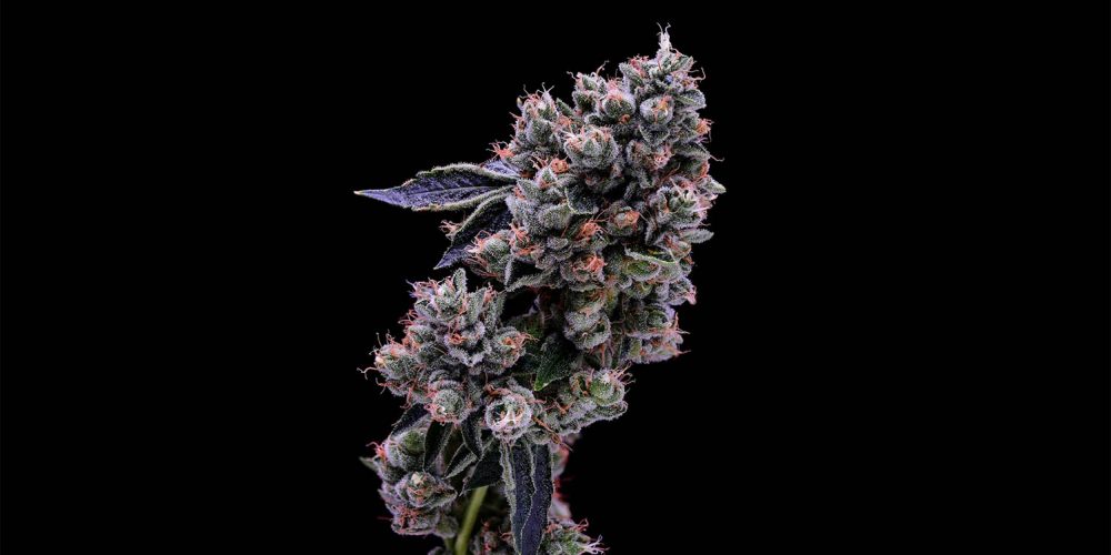 Skywalker OG