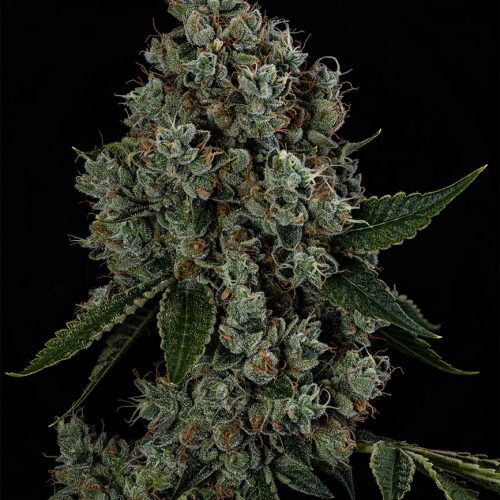 Sour OG