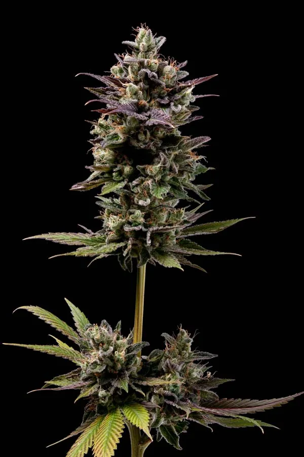 Chem D-Light (Reg)