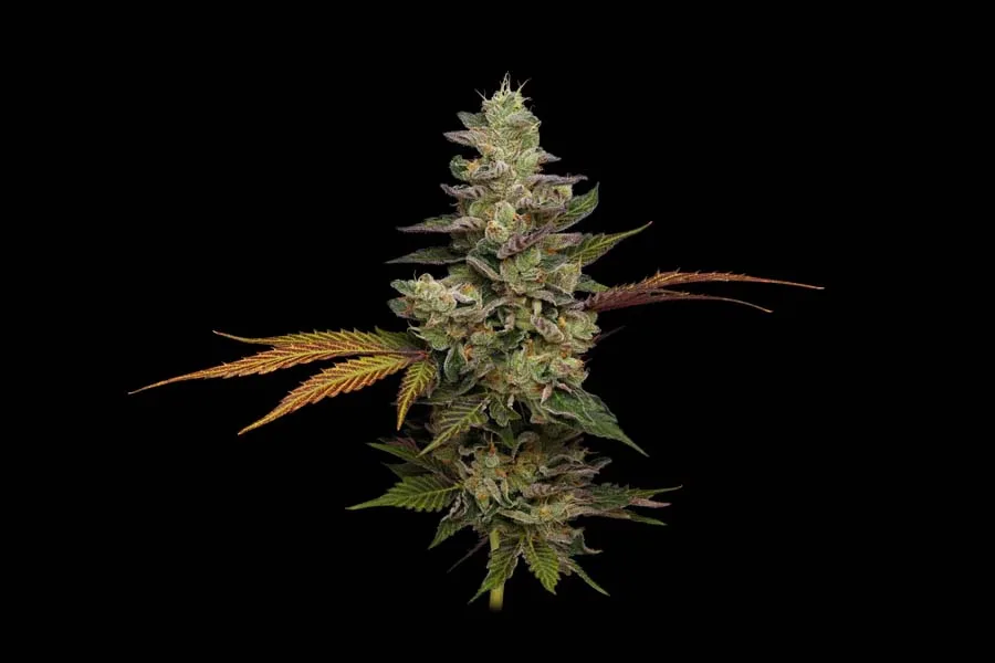 Northern Afghan Lights (Reg)
