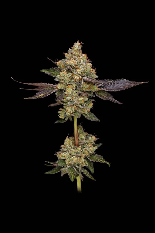 Afghani Mints (Reg)