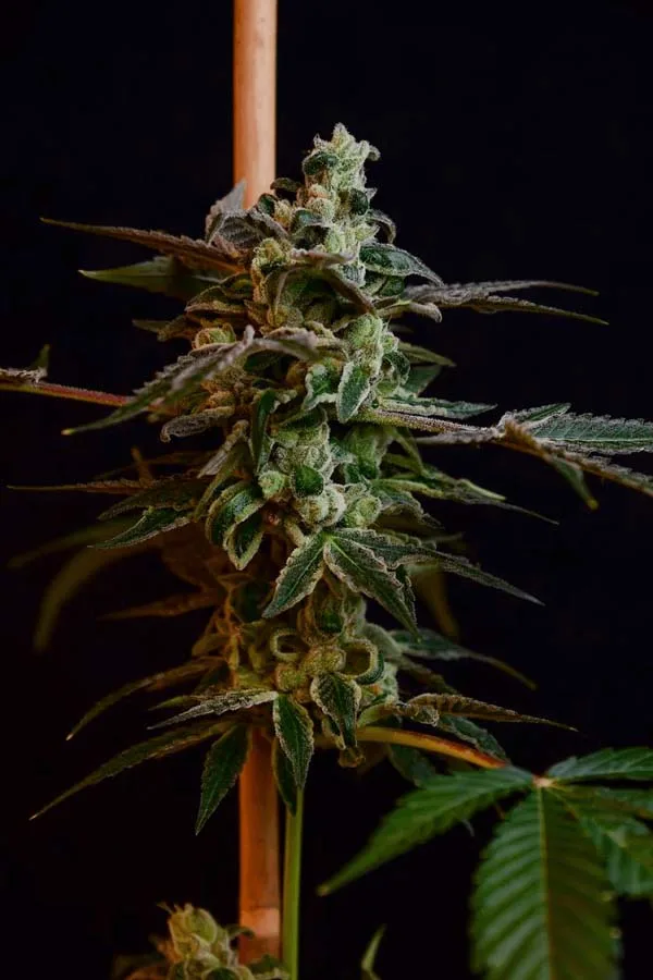 Affie OG (Reg)