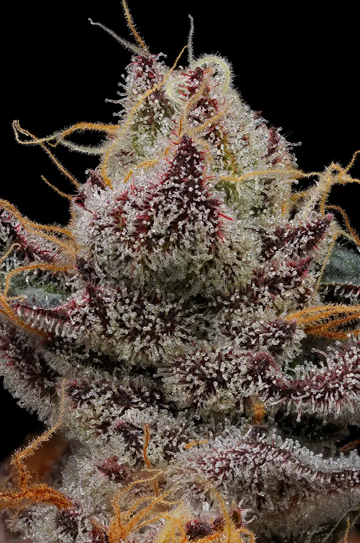 GMO x AncientOG AKA-Ancient Aliens (Reg)