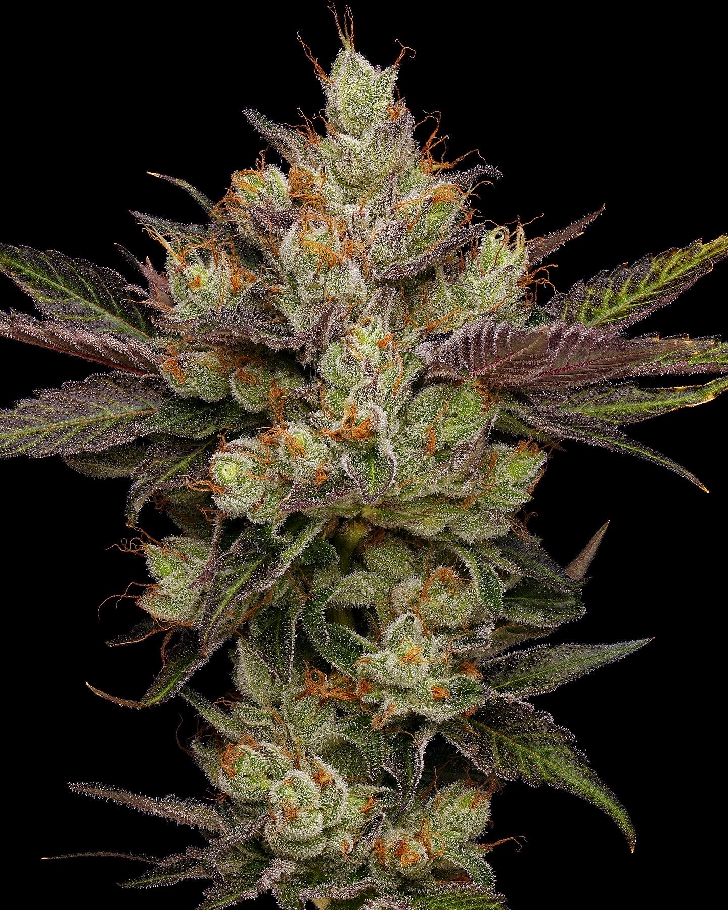 Northern Lights OG AKA “OG Lights”(Reg)