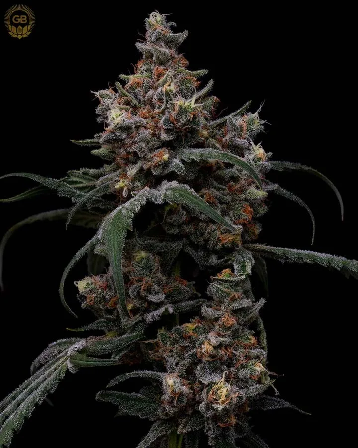 Future Haze (Fem)