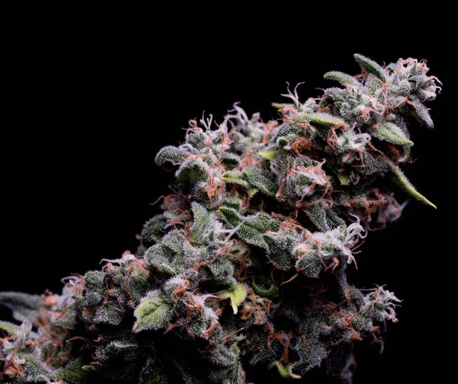 Hazy Kush S1 (Fem)