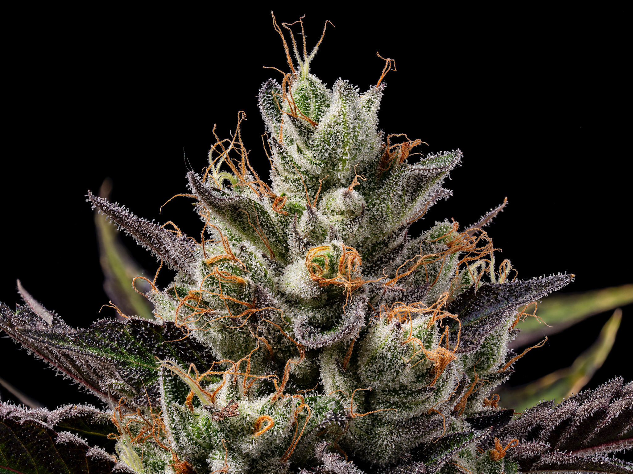 Sour Best Afghani (Reg)
