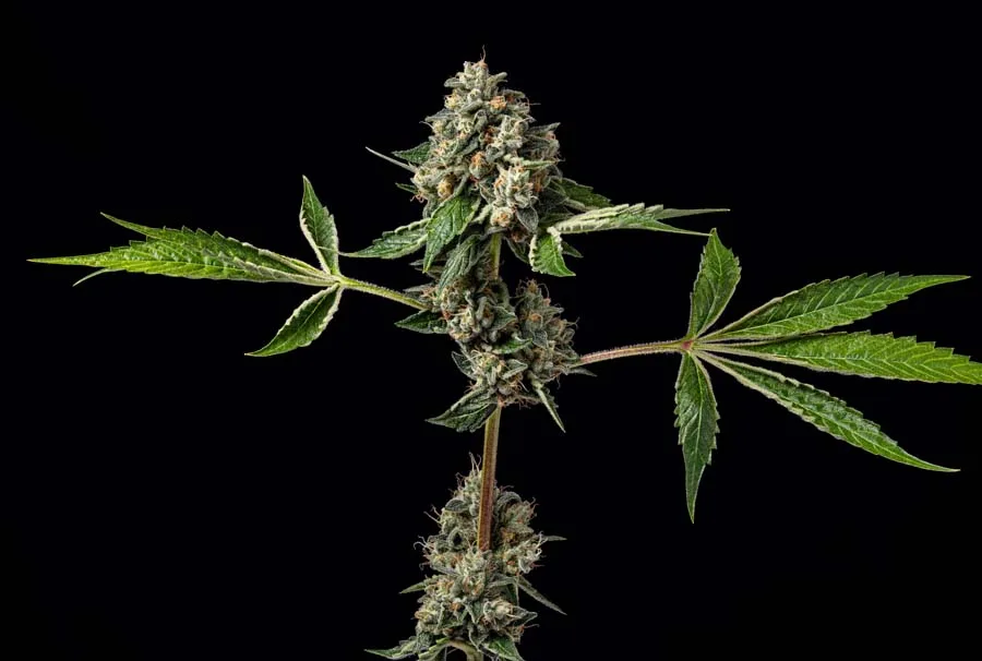 Kosher Afghan Kush (Reg)