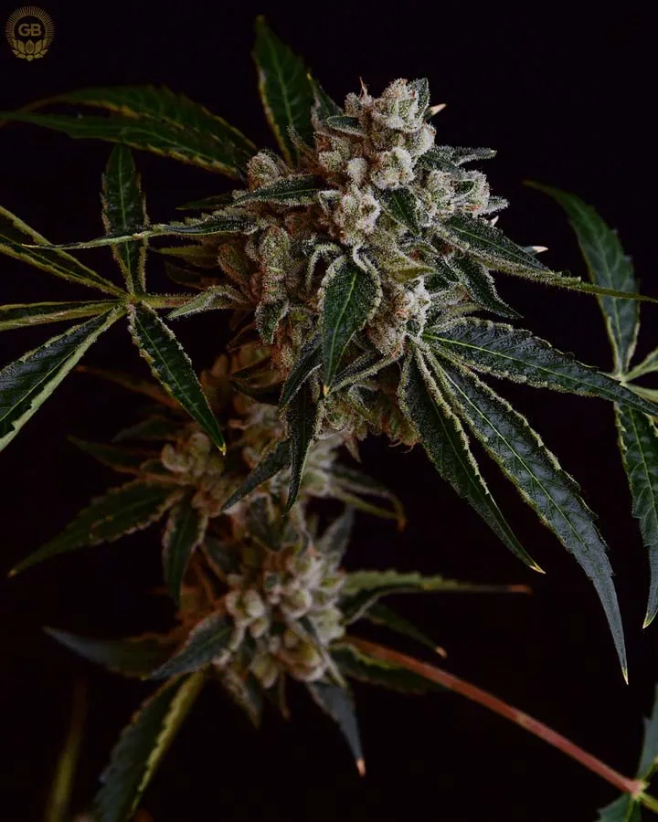 LA Kosher Kush (Reg)