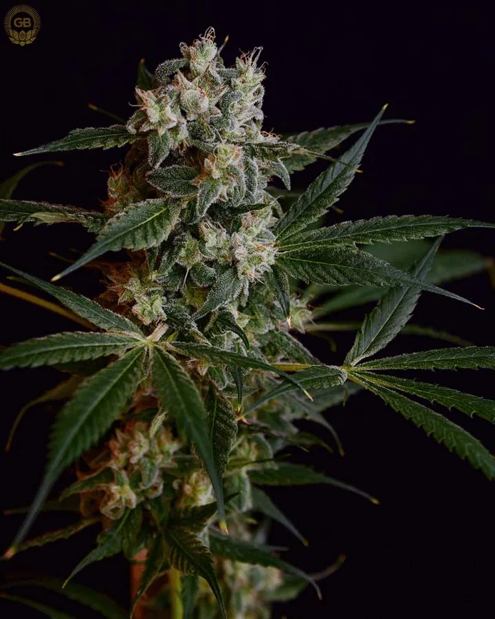 Laotian OG (Reg)